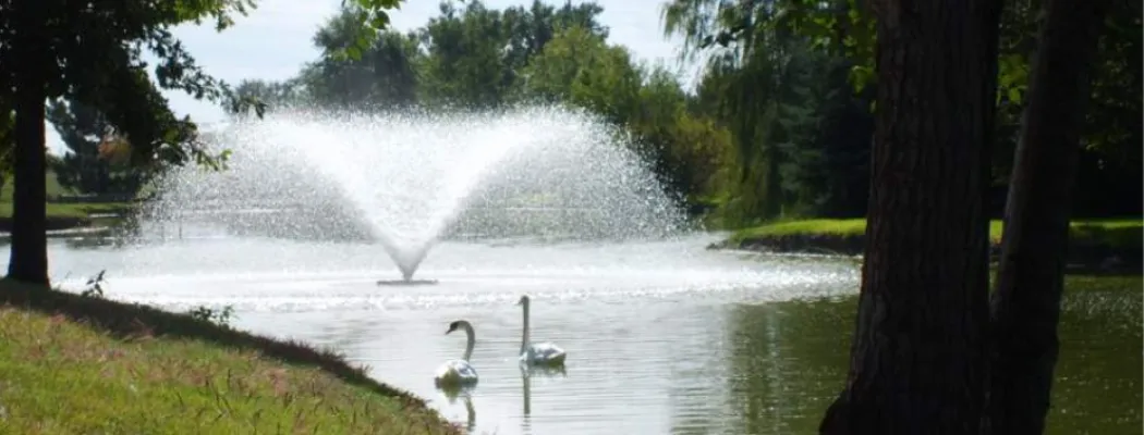 Village swans